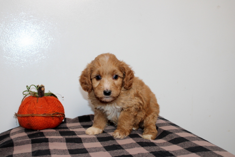 puppy, for, sale, , Matthew B. Stoltzfus, dog, breeder, Gap, PA, dog-breeder, puppy-for-sale, forsale, nearby, find, puppyfind, locator, puppylocator, aca